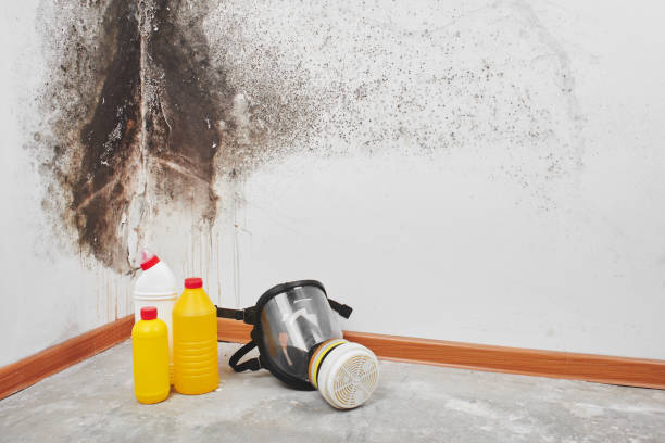 Best Professional Mold Removal  in Dandridge, TN