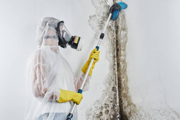 Best Home Mold Removal  in Dandridge, TN