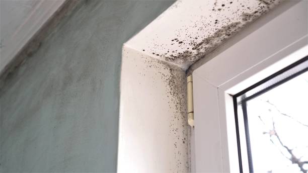 Best Office Mold Removal Services  in Dandridge, TN