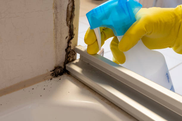 Best Same-Day Mold Removal  in Dandridge, TN