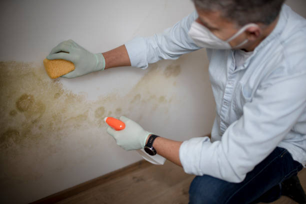 Best Local Mold Removal Service  in Dandridge, TN