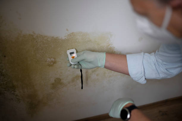 Best Black Mold Removal  in Dandridge, TN