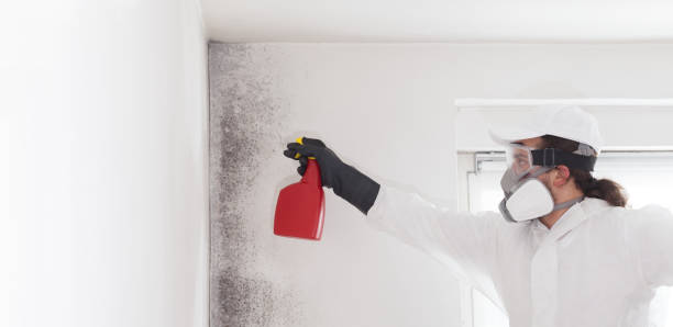 Best Affordable Mold Removal  in Dandridge, TN