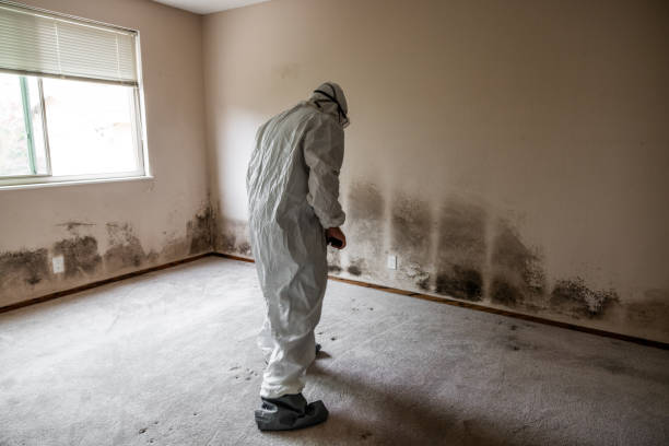 Trusted Dandridge, TN Mold Removal Experts