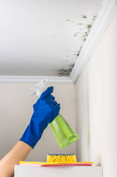 Best Mold Damage Repair  in Dandridge, TN